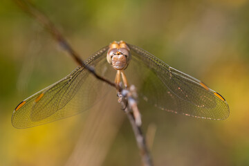 Summer background - dragonfly sitting on a tree branch
