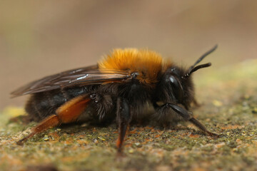 Closeup on a colorful female Clarke's mining bee, Andrena clarkella sitting on a piece of wood