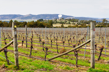 Fototapeta na wymiar Grapevines at Frogmore Creek Winery with the Mount Pleasant Radio Observatory in the background - Cambridge, Tasmania, Australia