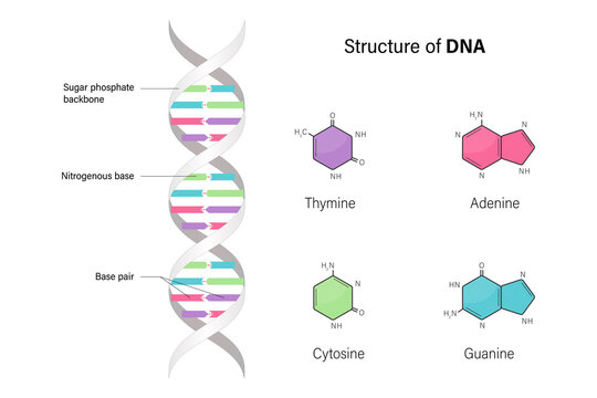 Structure of DNA. Deoxyribonucleic acids. Nitrogenous base and Sugar phosphate backbone. Thymine, Adenine, Cytosine, Guanine.