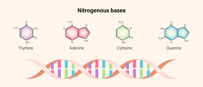 Nitrogenous base. Structure of DNA. Deoxyribonucleic acids. Sugar phosphate backbone. Thymine, Adenine, Cytosine, Guanine.