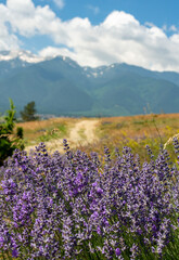 Fototapeta premium The road to the mountains. Lavender in the foreground
