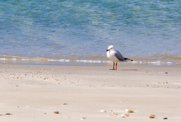 Lonely seagull on the beach - Orford, Tasmania, Australia