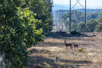 Female and calf of common deer at the edge of the forest and high voltage power lines. Cervus elaphus.