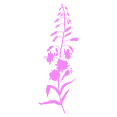 Willow herb, Chamerion angustifolium, fireweed, rosebay hand drawn botanical illustration, vector flower decorative colorful silhouette, design bouquet for packaging tea, greeting card, medicine plant