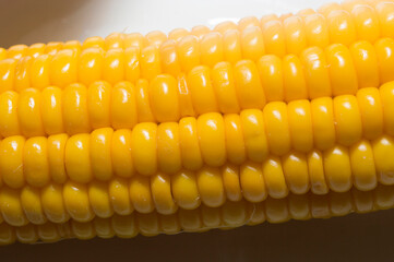 An ear of boiled corn with yellow grains