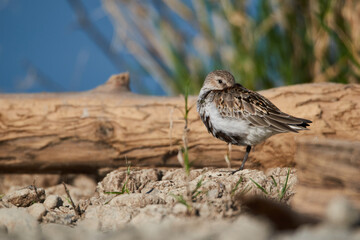 Dunlin is resting on the beach