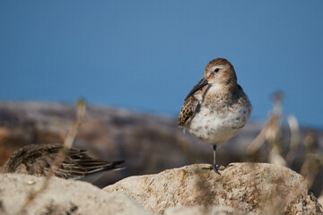 Dunlin is resting on the beach