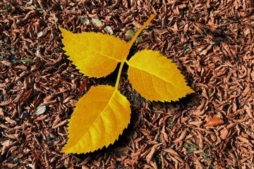 autumn leaves on the ground