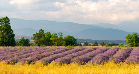 Stunning landscape with a lavender field in the foothills.