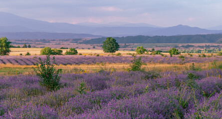 Naklejka na ściany i meble Stunning landscape with a lavender field in the foothills.