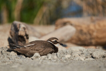 Close up of a plover on the beach