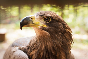 Portrait of a steppe eagle outdoors close-up