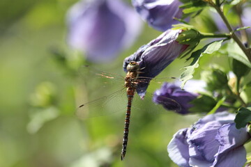 Dragonfly on purple leaves of flower head of the hibyscusplant in a garden