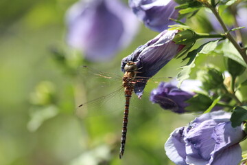 Dragonfly on purple leaves of flower head of the hibyscusplant in a garden