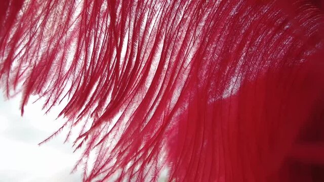 Red feather outdoor, in the foreground, with nature background