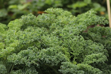 Leaves of the Kale plant at a kitchen Garden in Nieuwerkerk