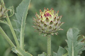 Artichoke flower head in close up in a kitchen garden in Nieuwerkerk