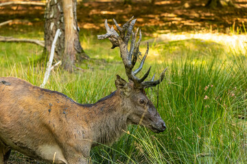 A male red deer during rut time playing with mud at a sunny day in late summer.