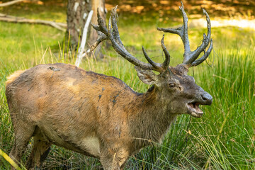 A male red deer during rut time playing with mud at a sunny day in late summer.