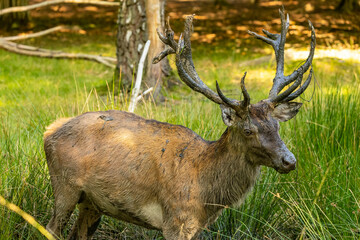 Naklejka na ściany i meble A male red deer during rut time playing with mud at a sunny day in late summer.