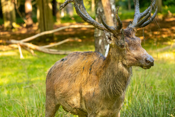 A male red deer during rut time playing with mud at a sunny day in late summer.