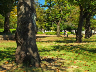 桜の枯れ葉散る秋の公園風景