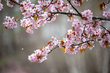 Cherry Blossoms