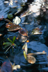 autumn leaves in a puddle. autumn background.
