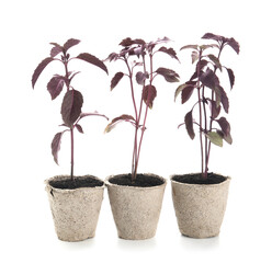 Plants seedlings in peat pots on white background