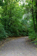 Footpath and trees in park