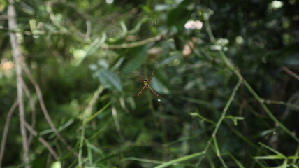 A female St. Andrew's cross spider with her spider web
