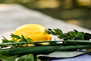 Symbols of jewish fall festival of Sukkot, lulav - etrog, palm branch, myrtle and willow © Alrandir