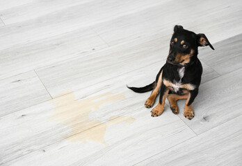 Cute dog near wet spot on floor