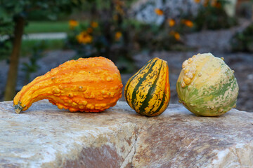 pumpkins on wall