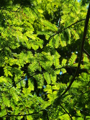 午後の日の当たるメタセコイアの葉っぱ