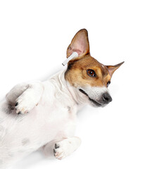 Cute Jack Russel Terrier with earphones listening to music on white background