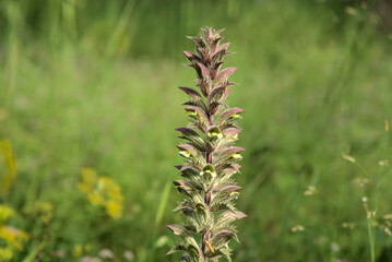 Close up of lonely Acanthus syriacus flower. Purple and white petals against a background of fresh spring grass and yellow flowers, Ramot Menashe, Israel