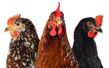 Three hens isolated on white looking at camera