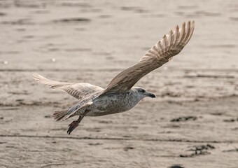 Seagull flight