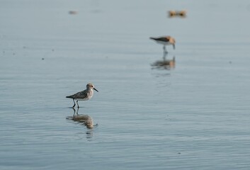 Bird reflection at Ocean