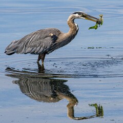 Heron with fish