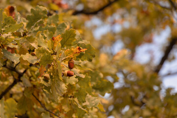 Autumn acorns on an oak branch with yellow foliage on a blurry background