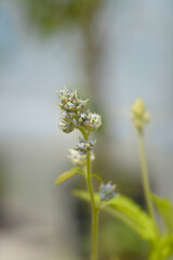 Californian lilac Glorie de Versailles