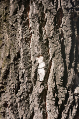 White poplar bark