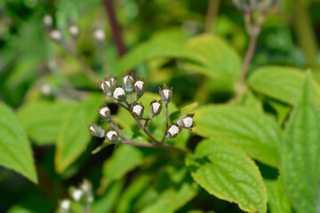 Deutzia Mont Rose