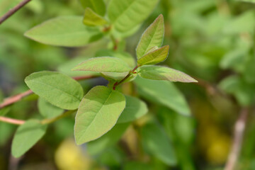 Honeyberry