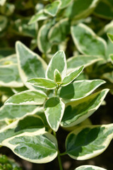Variegated Greater periwinkle