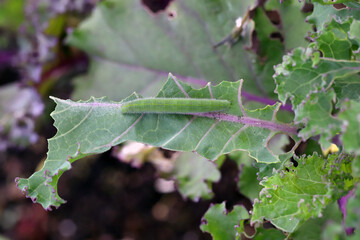 Caterpillar of Pieris rapae called cabbage white, cabbage butterfly or small white on an eaten kale leaf 