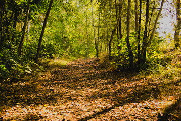 autumn in the forest